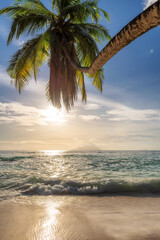 Coco palm over beach at sunset in beautiful tropical beach