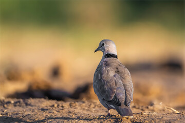 Dove at water