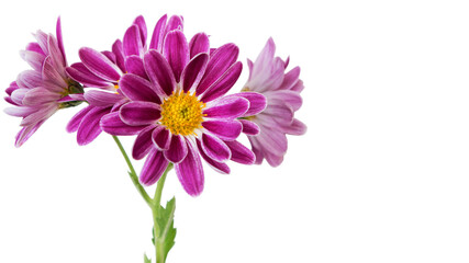  Indian chrysanthemum (Chrysanthemum indicum) - a perennial plant of the Asteraceae family - on a white background.