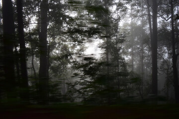 Fototapeta premium forest in fog
