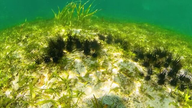 A colony of black sea urchins on the sandy bottom. Sea urchin Echinothrix diadema, commonly called diadema.