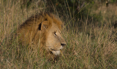 side profile of male lion showing its head and luscious mane lying down in the grass of the wild masai mara, kenya