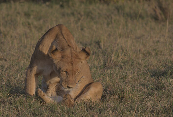Obraz premium mother lioness and adorable cub playing in the morning sun in the wild savannah of the masai mara, kenya