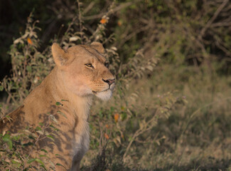 lioness sitting and looking alert in the wild grasses of the masai mara, kenya