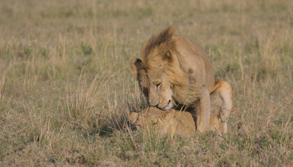 lion and lioness mating in the wild masai mara, kenya