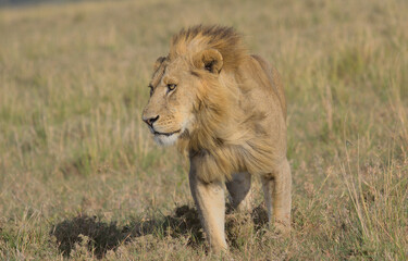 male lion walking in the wild savannah of the masai mara, kenya, with wind blowing through his majestic mane