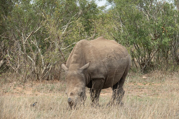 Obraz premium A de-horned white rhinoceros - Ceratotherium simum - grazing in the bushveld. Location: Kruger National Park, South Africa