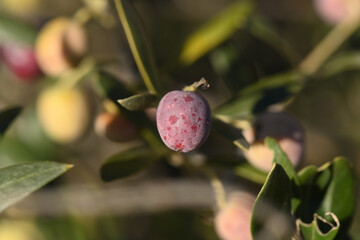 Macro d'olive