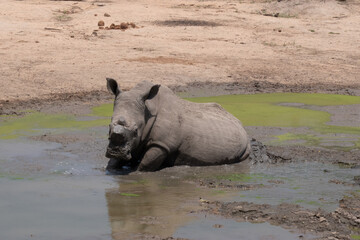 A de-horned white rhinoceros - Ceratotherium simum - resting in a muddy waterhole.  His reflection is visible in the mud. Location: Kruger National Park, South Africa