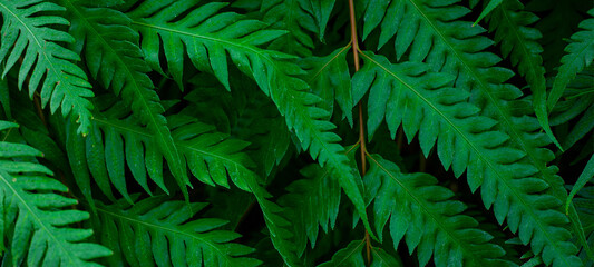 Naklejka na ściany i meble abstract fern leaf texture, nature background, tropical leaf