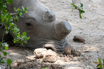 Obraz premium Close up of a de-horned white rhinoceros - Ceratotherium simum - face while resting during the day the bushveld. Location: Kruger National Park, South Africa