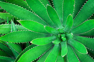 closeup agave cactus textures, abstract natural green background.