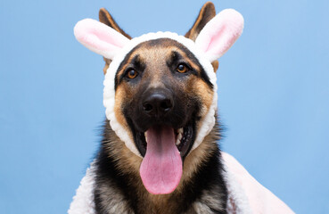 Funny German shepherd in rabbit ears on head.