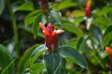 Costus woodsonii, Red Button Ginger, Red Flowering Plants that decorate the garden