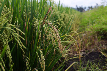 rice plant approaching harvest