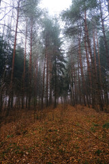 Autumn forest in the fog. A frosty, foggy morning in the forest
