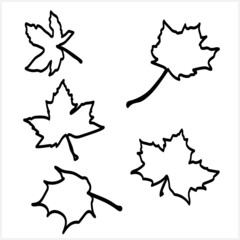 Maple leaves graphic solution.image on a white and colored background.Vector.