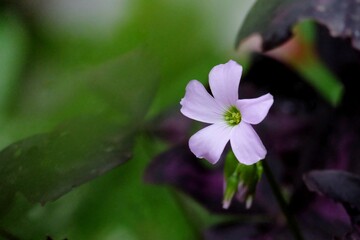 Close up a small tropical purple flower blossom in a garden with dark background