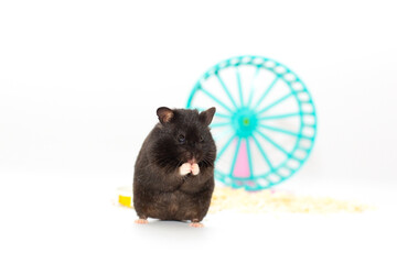 close up shot of black hamster isolated on white