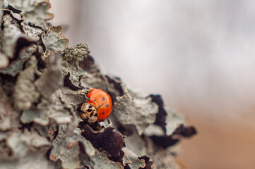 A cute ladybug fell asleep for the winter in a lichen, defocused background
