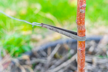 Thin tree sapling tied up close-up