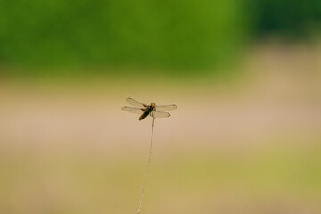 Colorful dragonfly sits on a blade of grass. Looking straight into the camera, detailed head. Isolated on natural background