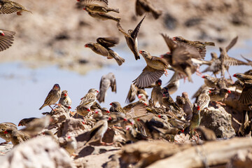 Red-billed quelea flock flying back and forth between trees and the waterhole in the Kalahari, South Africa