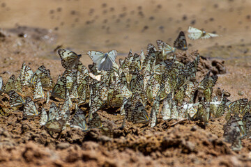 Butterflies drinking from the mud in the Kalahari Desert, South Africa
