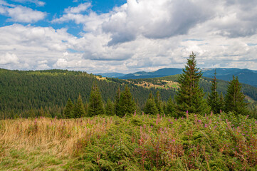 view of the mountain slopes with Christmas trees, meadows of flowers and clouds in the sky