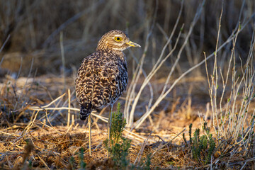 Spotted thick-knee walking around its nest on the ground in the Kalahari Desert, South Africa