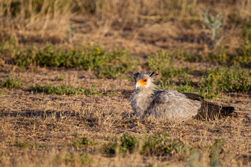 Secretarybird resting on the ground in the Kgalagadi Transfrontier Park, South Africa