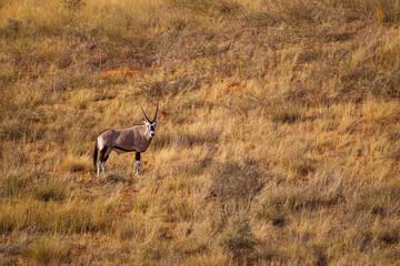 Young Gemsbok or oryx grazing in the Kalahari desert, South Africa