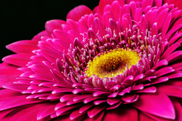 Gerbera flower close up, Macro flower.