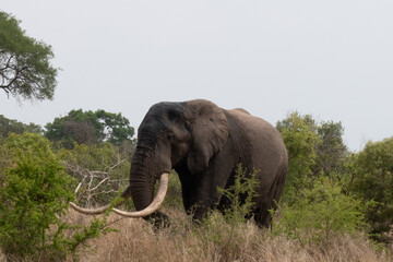 Fototapeta na wymiar Side profile of a elephant bull with large tusks walking in the bushveld. Location: Kruger National Park, South Africa