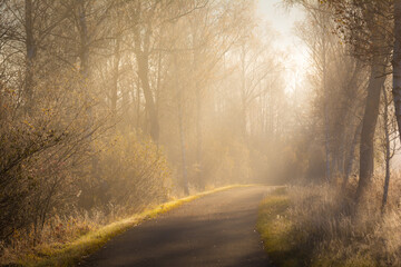 Obraz premium Allee Weg zum Licht der Sonne im Nebel