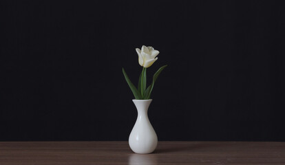 White tulip flower in a white vase.