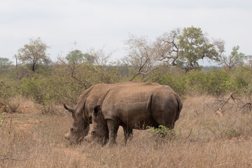 Side profile of a  pair of de-horned white rhinoceros - Ceratotherium simum - grazing in the bushveld. Location: Kruger National Park, South Africa