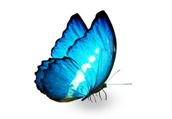 Color Morpho butterfly , isolated on the white background