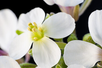 Fototapeta na wymiar White spring flowers. Black isolated.