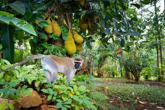 The green monkey, also known as the sabaeus monkey, is an Old World monkey with golden-green fur and pale hands and feet.