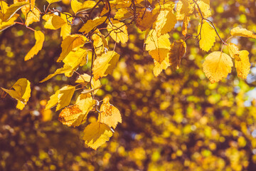 Autumn background-yellow maple leaves in the city Park
