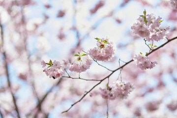 Fototapeta na wymiar Sakura flower tree. Delicate branch in sunny day. Spring background. Tenderness concept. Pink flowers