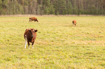 A red cow is walking. She eats grass in the field during the day. Cows give milk.