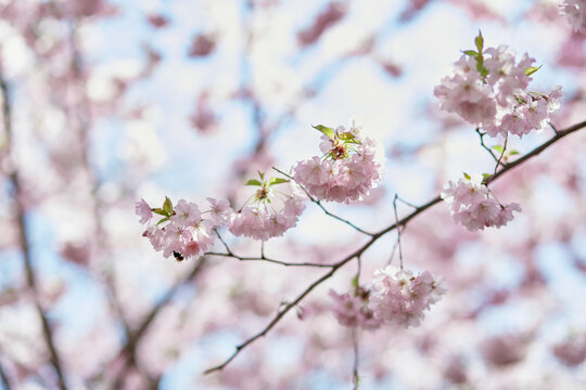 Sakura flower tree. Delicate branch in sunny day. Spring background. Tenderness concept. Pink flowers