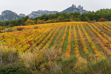 Weinberge in Frankreich