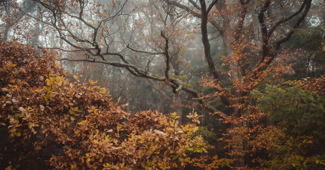 Waldschrat im Herbst
