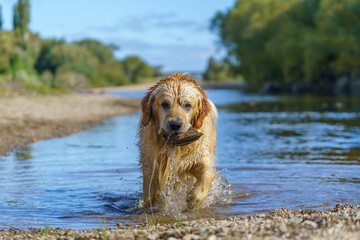 Golden labrador in river with stone in its mouth