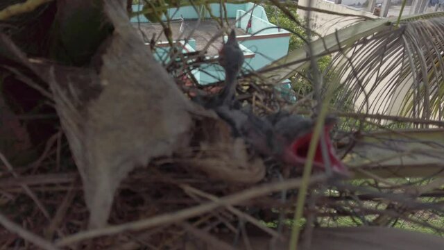 Out of Focused / Unfocused Baby crow is lying in the nest and hatching waiting for their mother for food 4K Stock Footage. New born crow / corvus on crow nest top of the tree.