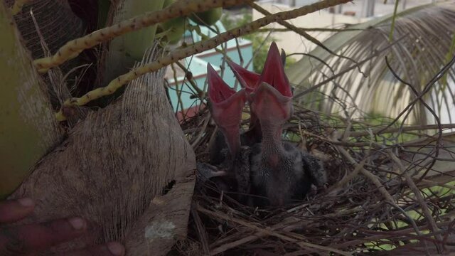 Baby crow is lying in the nest and hatching waiting for their mother for food 4K Stock Footage. New born crow / corvus on crow nest top of the tree.