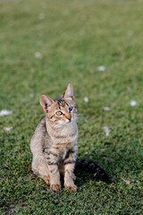 Naklejka na ściany i meble a small kitten sits on the grass, with one blind eye. Sitting outside on the grass in summer. Concept handicapped animals. Isolated, no people